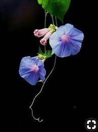 Garden Vines Funny Videos Gardenvines Morning Glory Flowers Beautiful Flowers Wallpapers Flowers Photography