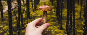 Maybe you would like to learn more about one of these? Experts Call This Mushroom Identifying App Potentially Deadly