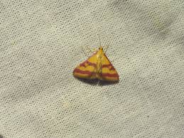 Image result for Pyrausta sanguinalis