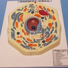 Maybe you would like to learn more about one of these? Animal Cell Model Medilab Exports Consortium