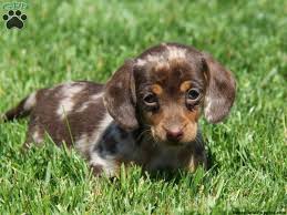 Are you looking for mini dachshund puppies for sale? Demo Website About Puppies Demo Article