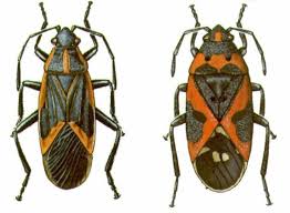Google Image Result For Http Pestcontrolcanada Com Insects Box 2520elder 2520and 2520milk 2520weed 2520bug Jpg Box Elder Bugs Bugs Box Elder