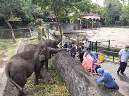 Kebun binatang ini menempati lahan seluas 140 hektar. Selama Ramadan Glzoo Yogyakarta Hanya Buka Sabtu Dan Minggu