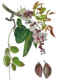 Image result for Cineraria pinnata