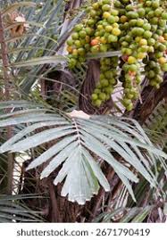 Image result for Cucumis engleri