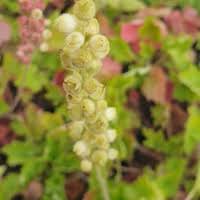 Image result for Heuchera cylindrica Greenfinch