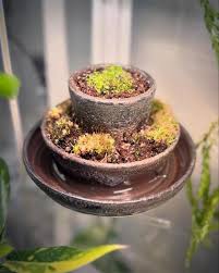 Image result for Utricularia sp.no.1