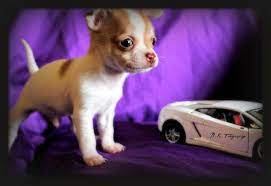 Ask questions and learn about chihuahuas at nextdaypets.com. Teacup Chihuahua Ready For Rehoming For Sale In Oregon City Oregon Classified Americanlisted Com
