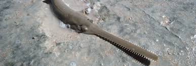 SAWFISH NEWS: New Global Shark and Ray Assessment Underscores Threats to  Sawfish by guest author Sonja Fordham, Shark Advocates International —  SEVENSEAS Media