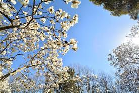 There's lots of white flowering cherry trees, but also flowering crab apple trees, amelanchier and some more unusual species. A List Of Shimmering White Flowering Trees To Soothe Your Eyes Gardenerdy