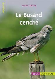 Type de rapace vivant le jour et qui appartient à la famille des accipitridés. Le Busard Cendre Leroux Alain Amazon De Bucher