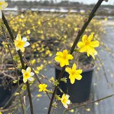 Image result for Jasminum nudiflorum