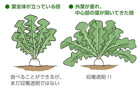 ダイコンの育て方 栽培方法 失敗しない栽培レッスン 野菜の育て方 サカタのタネ 家庭菜園 園芸情報サイト 園芸通信