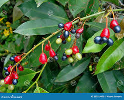 Image result for Ouratea