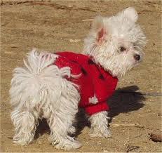 Chi Maltipoo A Combination Of A White Long Haired Chihuahua And A Maltese Toy Poodle Animal Photo Chihuahua Chihuahua Mix