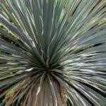 When you look at each photo, imagine the front yards if they didn't have gardens. Yucca Growing How To Care For Yucca Plants Outside