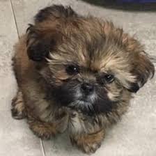 The most common colors for the coat of these crossbreeds are brown, tan, white, black. Shih Tzu Age Progression Photos