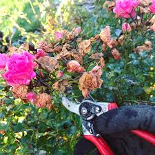 Maybe you would like to learn more about one of these? Barton Lady Gardener A Very Frosty Morning Spent Tidying Up Rose Bushes And Giving Them Their Winter Cut Back Deadheading Climbing Roses And Cutting Down The Tea Roses Standard Roses By A
