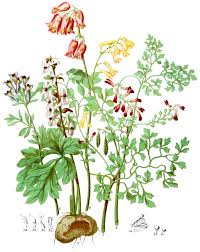 Image result for Fumariaceae