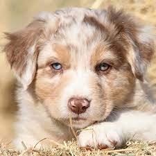 Check spelling or type a new query. 1 Australian Shepherd Puppies For Sale In Houston Tx