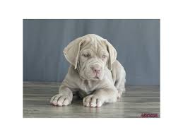 Check spelling or type a new query. Neapolitan Mastiff Puppies Petland Dallas Tx