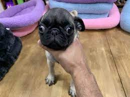 See more ideas about pug puppies, puppies, pugs. Westchester Puppies Pug Puppies New York