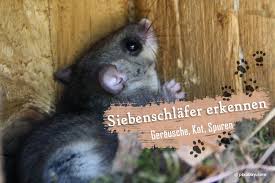 Siebenschlafer Erkennen Gerausche Kot Und Spuren