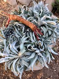 We did not find results for: White Sage Seeds The Plant Good Seed Company