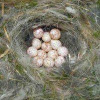 Bird Eggs For Sale Uk British Birds Eggs Identification Guides Bird Spot Bird Eggs Bird Egg Identification Birds