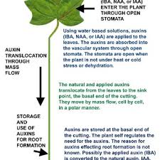 You should get multiple new tips forming at the top of the cut in a few weeks! Pdf Hortus Plant Propagation From Cuttings A Guide To Using Plant Rooting Hormones By Foliar And Basal Methods Complete Book First Edition 2009