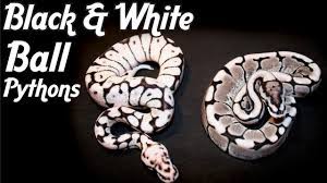 Python regius we have thousands of exotic ball pythons for sale from top breeders from around the world. Black And White Ball Pythons Youtube