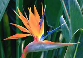 Pin On Best Quality Wholesale Flowers For Florist