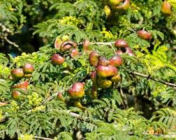 Image result for Libidibia coriaria