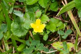 Image result for Duchesnea indica