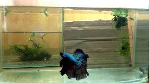 Betta Fish Breeding Activity Youtube