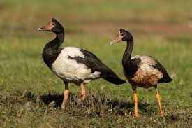 Call ducks are mainly raised for decoration purposes and as pets. Magpie Goose Wikipedia