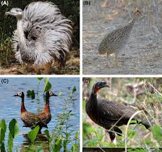 Research suggests that about a quarter of the animal species in armenia are internationally endangered. Columbidae An Overview Sciencedirect Topics