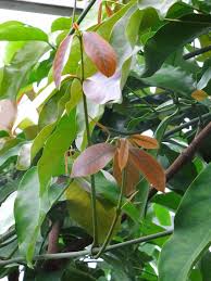 Image result for Gnetaceae