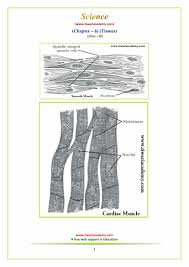 Smooth muscle tissue, unlike striated muscle, contracts slowly and automatically. Ncert Solutions For Class 9 Science Chapter 6 Tissues In Pdf 2020 21