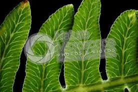 Image result for Pteridium