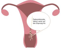 Auch an anderen tagen, in denen das sekret nicht durchsichtig oder als klarer spinnbarer zervixschleim erkennbar ist, kann die frau fruchtbar sein. Die Zervixschleim Methode Bei Naturlicher Familienplanung Pinkies