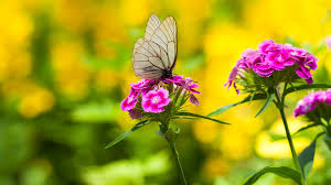 Flowers hd wallpapers in high quality hd and widescreen resolutions from page 2. Wallpaper Nature Butterfly Depth Of Field Macro Pink Flowers Black Veined White 1920x1080 Lolnarty 1919053 Hd Wallpapers Wallhere