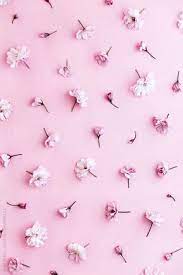 Vashe Mnenie Pastel Pink Wallpaper Pink Flowers Wallpaper Cherry Blossom Background