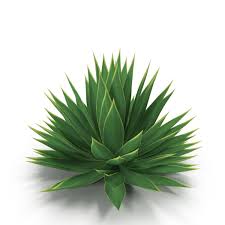 Agave Plant 3d Max Agave Plant Plants Agave