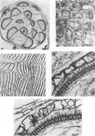 Image result for Hionanthera