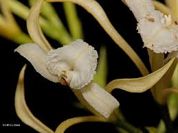 Image result for Corymborkis