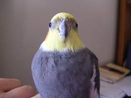 I already bought two baby cockatiels, got a third yesterday and plan on doing more business. Everything You Want To Know About Cockatiels As Pets Pethelpful