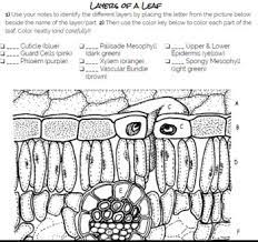 Review and cite leaf anatomy protocol, troubleshooting and other methodology information | contact experts in leaf anatomy to get answers. Photosynthesis And The Layers Of A Leaf Coloring Sheet By The Peanuts Classroom