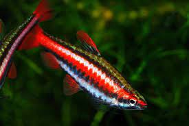 Nannostomus mortenthaleri & , 2001. Nannostomus Mortenthaleri Coral Red Pencilfish Nannostomus Marginatus Mortenthaleri Seriously Fish