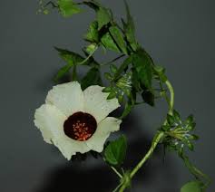 Image result for Hibiscus surattensis